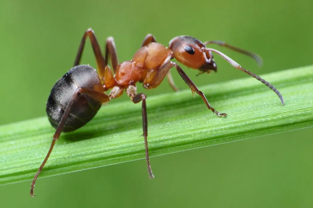 Ant