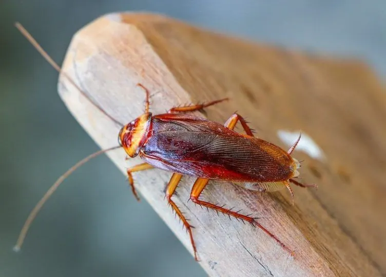 Cockroach Pest Control Hyderabad