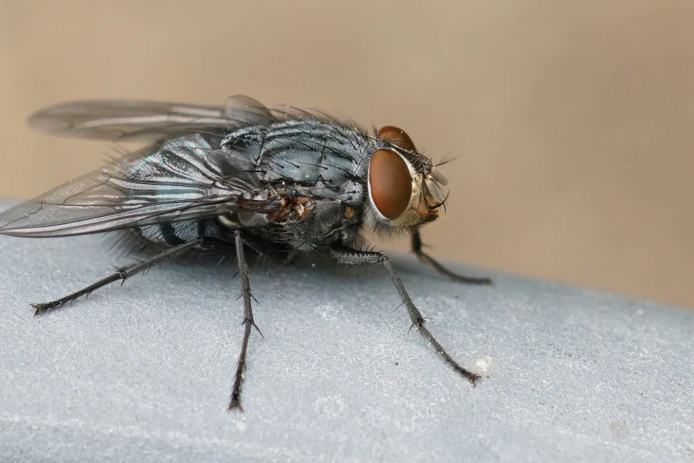 House Fly