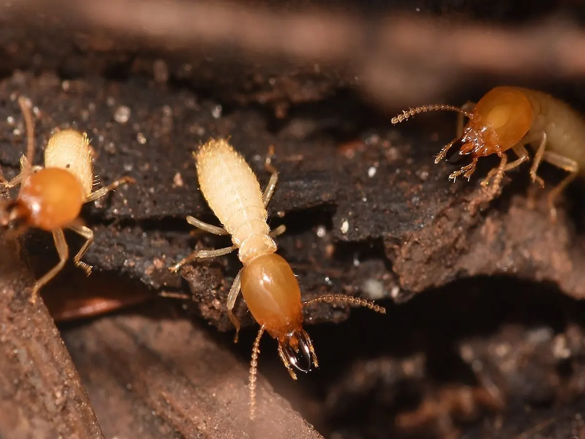 Termite Control Services in Hyderabad
